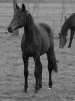 horses on a german meadow photo