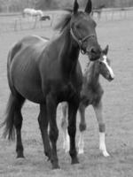 horses on a german meadow photo