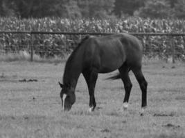 horses on a german meadow photo