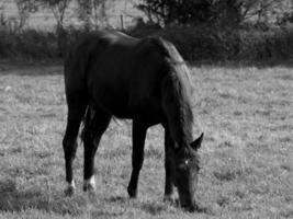 caballos en un prado alemán foto