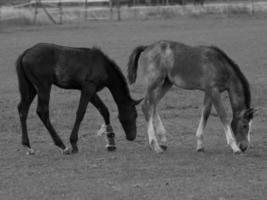 caballos en un prado alemán foto