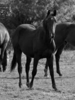 caballos en un prado alemán foto