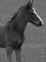 horses on a german meadow photo