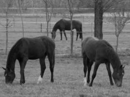 horses on a german meadow photo