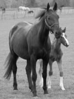 horses on a german meadow photo