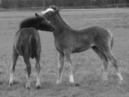 horses on a german meadow photo