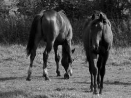 caballos en un prado alemán foto