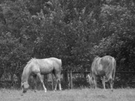 horses on a german meadow photo