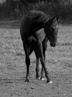 Horses on a german meadow photo