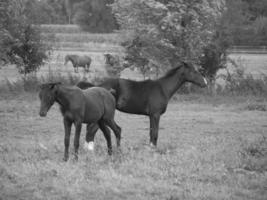 caballos y potros en alemania foto