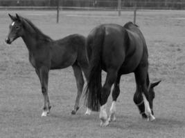 horses on a german meadow photo