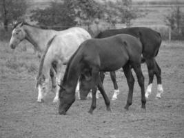 horses and foals in germany photo