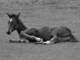 horses on a german meadow photo