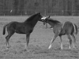 horses on a german meadow photo