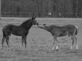 horses on a german meadow photo