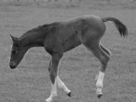 caballos en un prado alemán foto