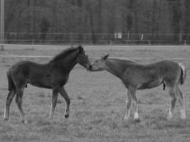 horses on a german meadow photo