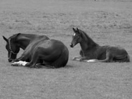 caballos en un prado alemán foto