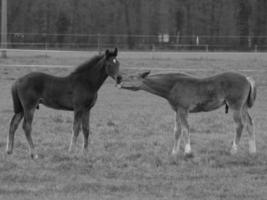 horses on a german meadow photo