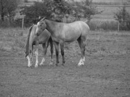 caballos y potros en alemania foto