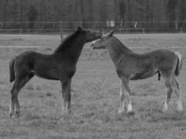 caballos en un prado alemán foto