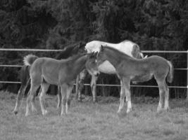 caballos en un prado alemán foto