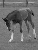 horses on a german meadow photo