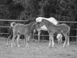 caballos en un prado alemán foto