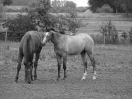 caballos en Alemania foto