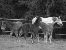 horses on a german meadow photo