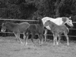 horses on a german meadow photo