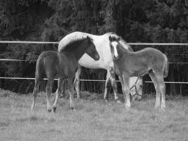 horses on a german meadow photo