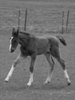 caballos en un prado alemán foto