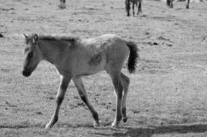 caballos en un prado alemán foto