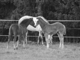 horses on a german meadow photo