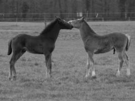 horses on a german meadow photo