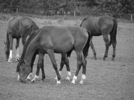 caballos y potros en alemania foto