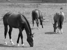 horses in germany photo