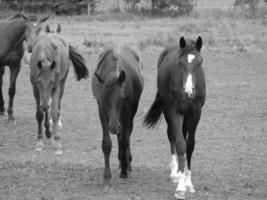 caballos y potros en alemania foto