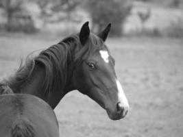 horses and foals in germany photo