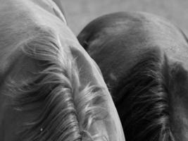 caballos en Alemania foto