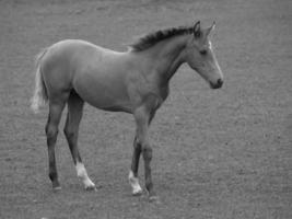 horses and foals in germany photo