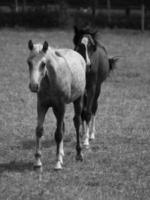 horses in germany photo