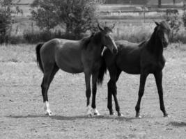 horses in germany photo