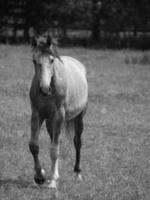 caballos en Alemania foto