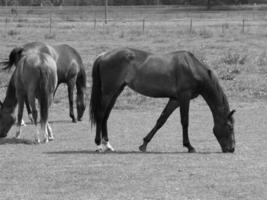 horses in germany photo