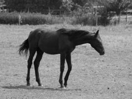 horses in germany photo