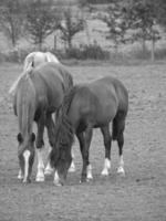 horses in germany photo