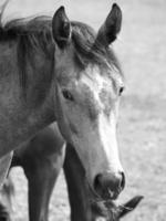 horses in germany photo