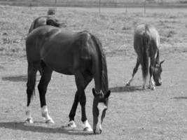 caballos en Alemania foto